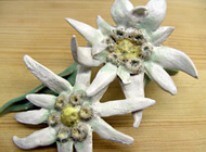 Edelweiß
